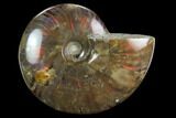 Flashy Red Iridescent Ammonite - Wide #127921-1